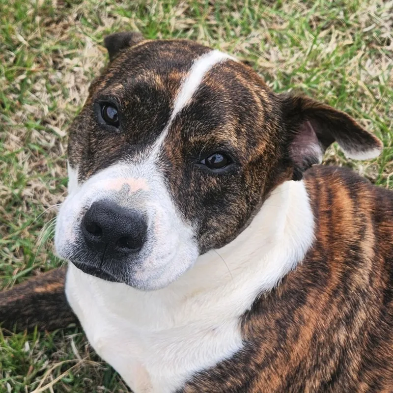 A young medium-sized male Brindle Boxer dog named Benji for adoption in Andover, MA