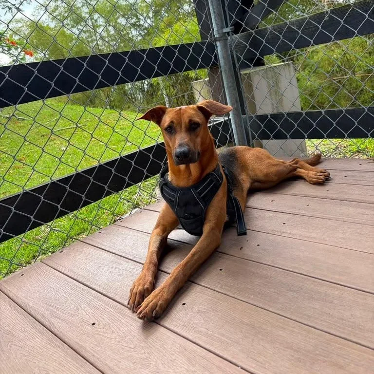 An adult large-sized female Mixed Breed dog named Villa Lucia for adoption in Brooklyn, NY