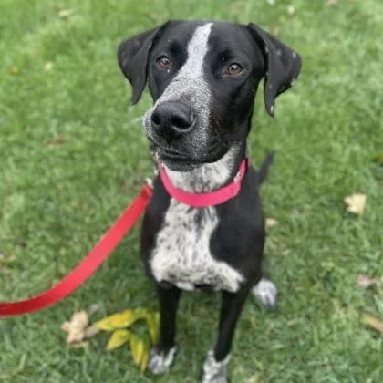 An adult large-sized male Australian Cattle Dog / Blue Heeler dog named Bubba Gump for adoption in Merriam, KS