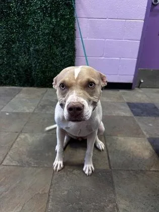 A young large-sized female Brown / Chocolate Pit Bull Terrier dog named 61280275 for adoption in El Paso, TX