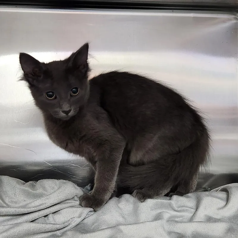 A baby small-sized female Gray / Blue / Silver Domestic Medium Hair cat named Echidna for adoption in Grand Rapids, MI