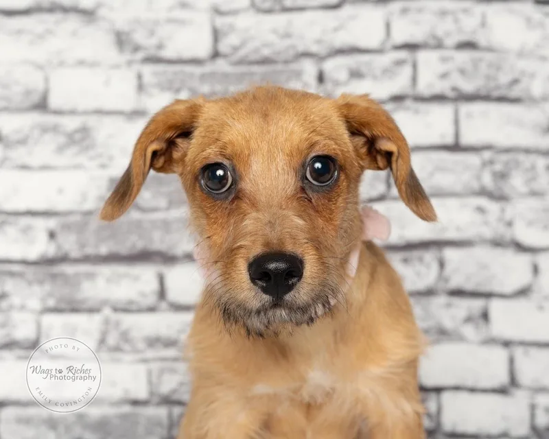 A baby medium-sized female Golden Dachshund dog named Ally for adoption in Tuscaloosa, AL