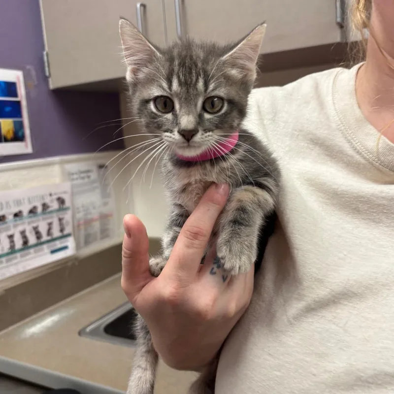 A baby small-sized female Gray / Blue / Silver Domestic Short Hair cat named Arbor for adoption in Albuquerque, NM
