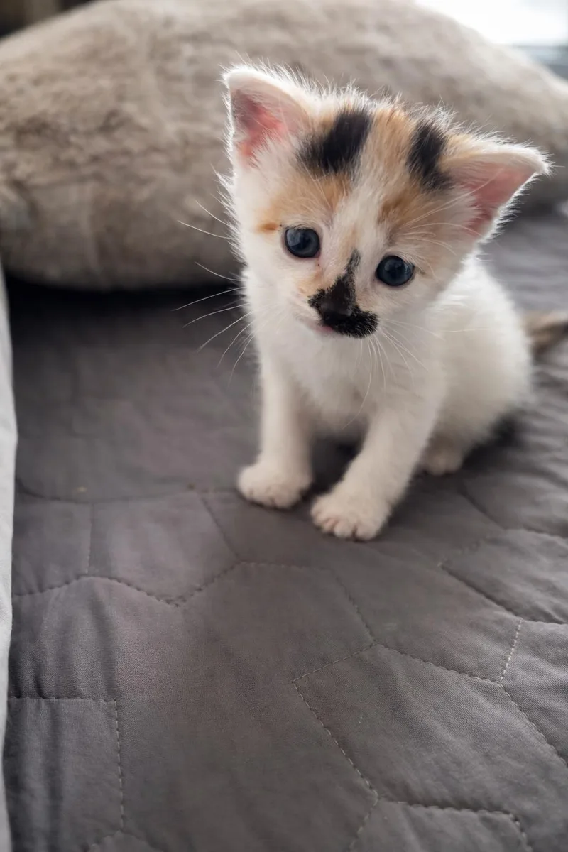 Chicken Mini & Spicy thumbnail 2