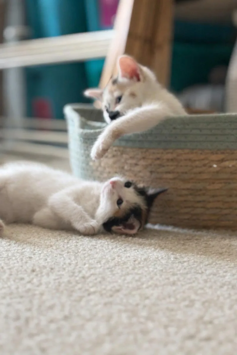 Chicken Mini & Spicy thumbnail 3