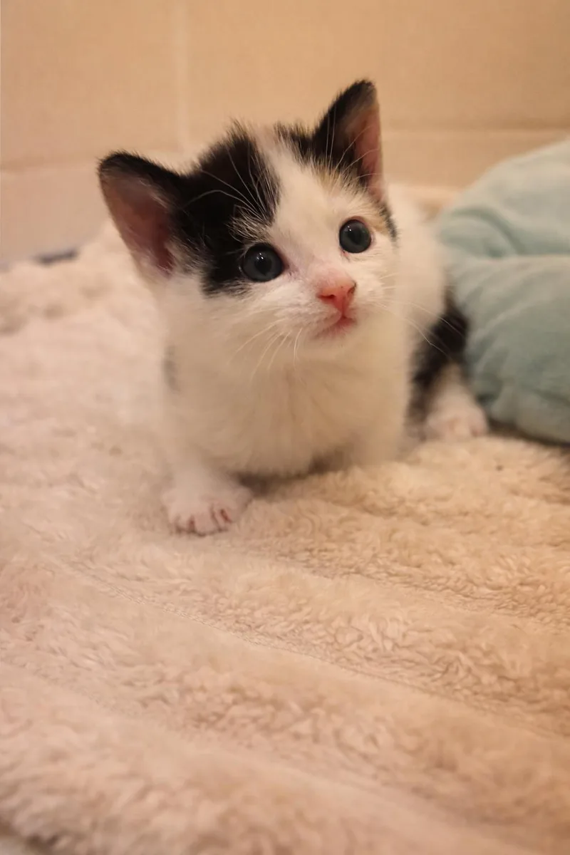 Chicken Mini & Spicy thumbnail 4