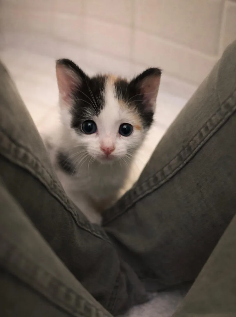 Chicken Mini & Spicy thumbnail 5