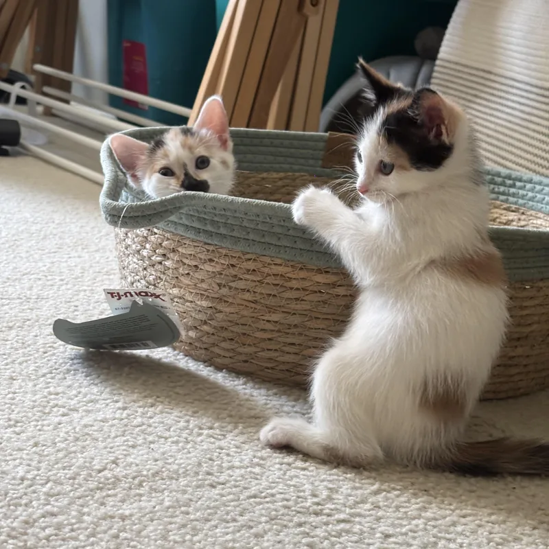 A baby medium-sized female Calico Domestic Short Hair cat named Chicken Mini & Spicy for adoption in Columbia, SC