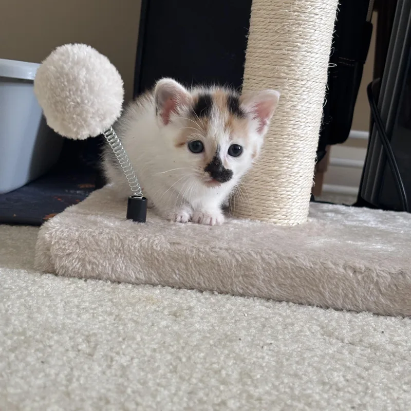 Chicken Mini & Spicy thumbnail 6