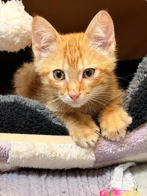 A baby small-sized male Domestic Short Hair cat named Queso for adoption in Olivette, MO
