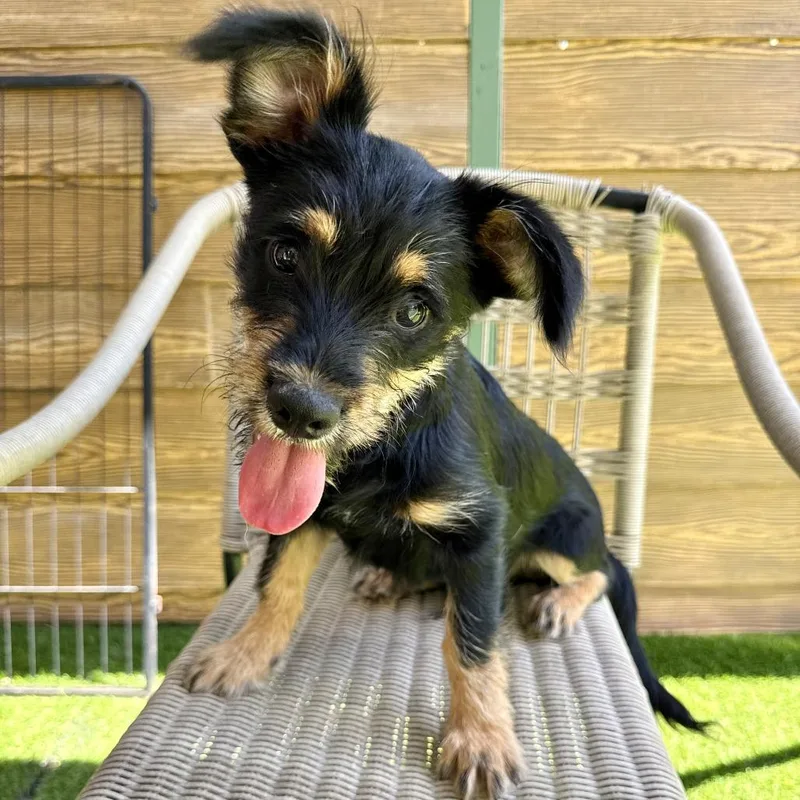 A baby small-sized male Black Schnauzer dog named Bert for adoption in Agoura Hills, CA