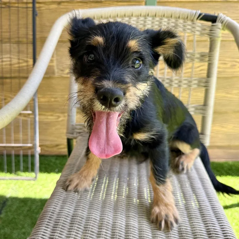 Bert thumbnail 2