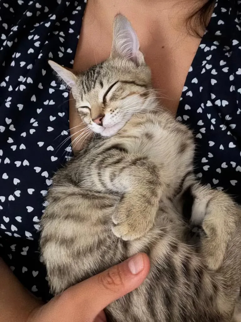 A young large-sized male Tabby cat named Parker for adoption in Wheeling, IL