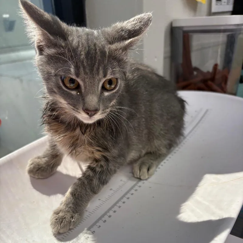 A baby small-sized male Gray / Blue / Silver Domestic Short Hair cat named Mr.Germ for adoption in Columbiana, AL