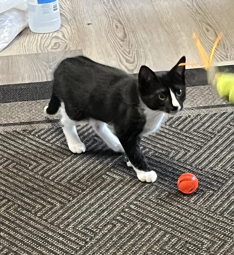 A baby medium-sized male Black & White / Tuxedo Domestic Short Hair cat named Marco for adoption in Broomall, PA
