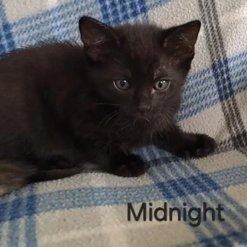 Midnight Andor Max