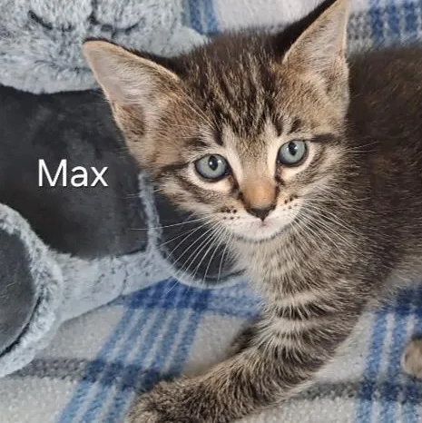 Midnight Andor Max thumbnail 4