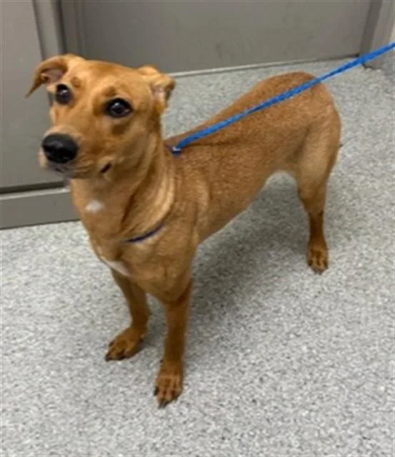 A young medium-sized female Black Mouth Cur dog named Chase for adoption in Pasadena, TX