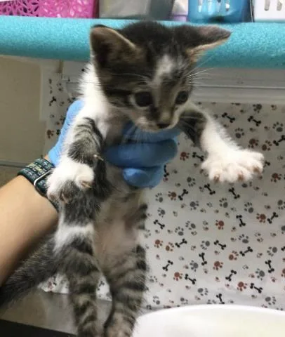 A baby small-sized male Domestic Short Hair cat named Damon for adoption in Riverside, CA