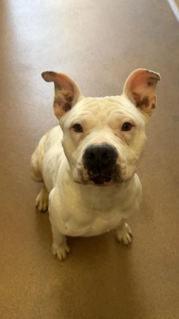 An adult medium-sized female American Staffordshire Terrier dog named Jelly for adoption in San Diego, CA