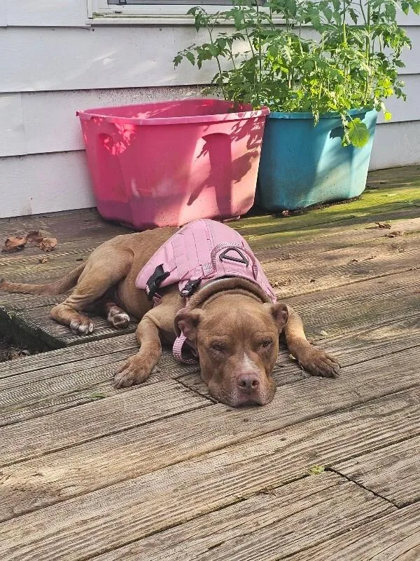 An adult large-sized male Brown / Chocolate Mixed Breed dog named Omelette for adoption in Cincinnati, OH