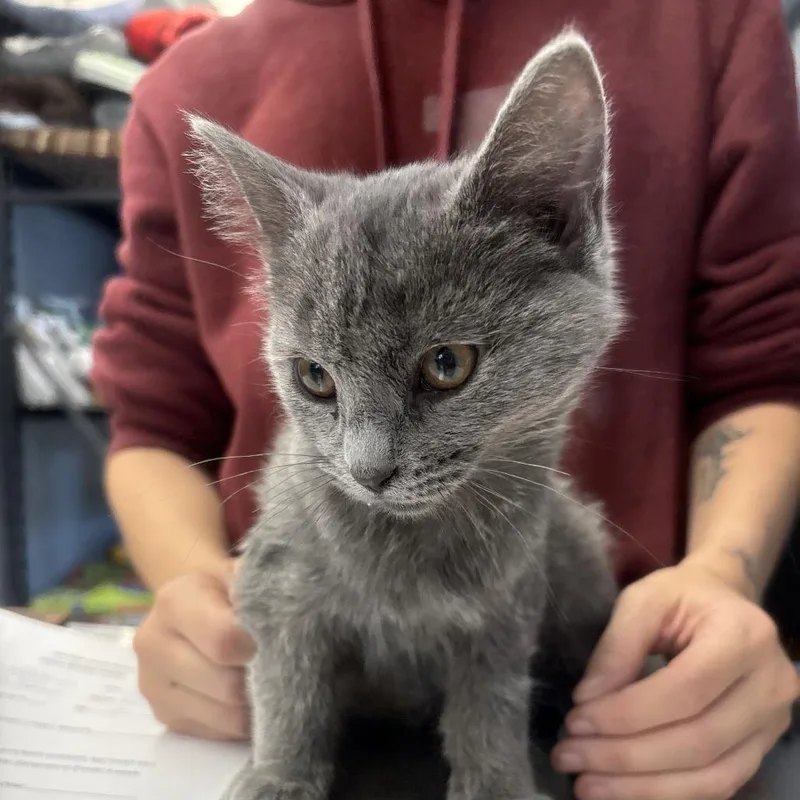 A baby small-sized female Gray / Blue / Silver Domestic Short Hair cat named Claire for adoption in Oak Hill, WV