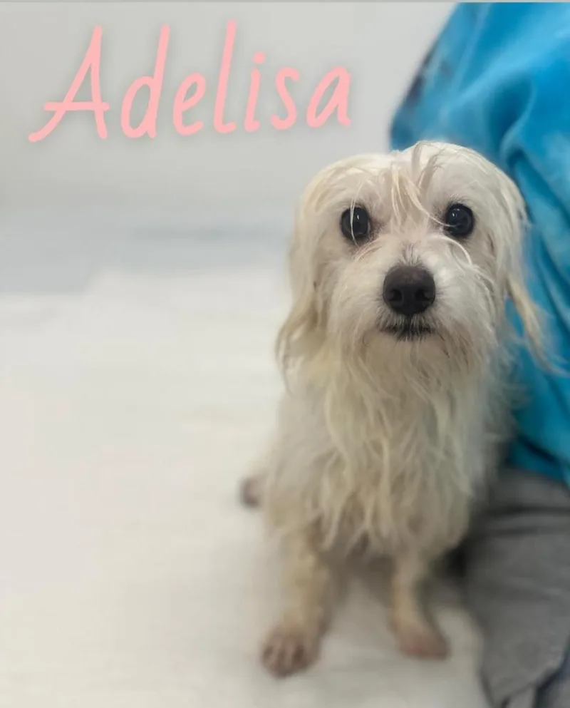 Adelisa