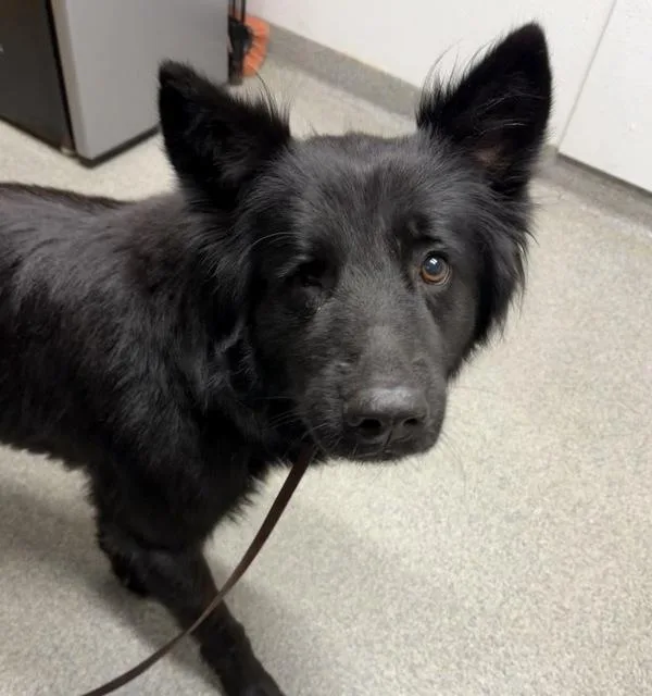 An adult large-sized female German Shepherd Dog dog named Chance for adoption in Escondido, CA