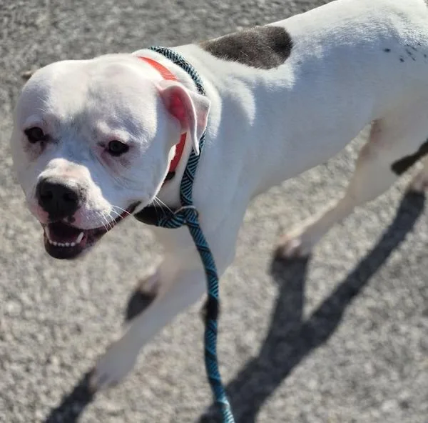 Pen  Echo thumbnail 3