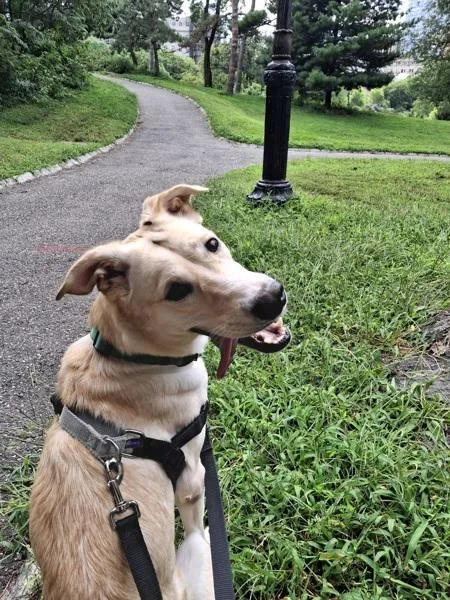 A young medium-sized female Mixed Breed dog named Special Day for adoption in New York, NY
