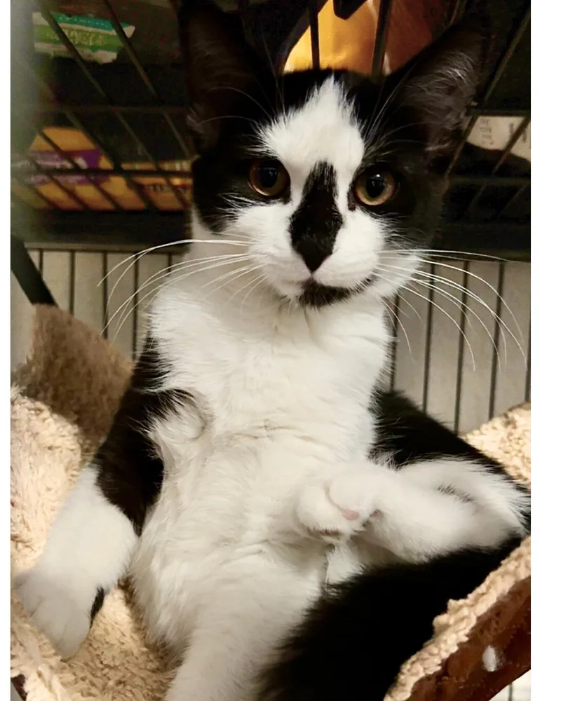 A young medium-sized female Black & White / Tuxedo Domestic Short Hair cat named Diamond for adoption in Hanover, PA