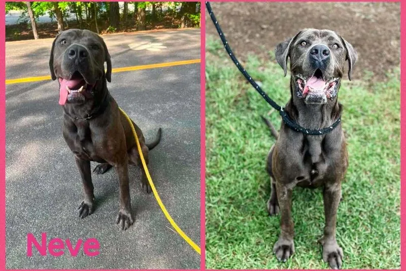 A baby extra large-sized female Cane Corso dog named Neve for adoption in New York, NY