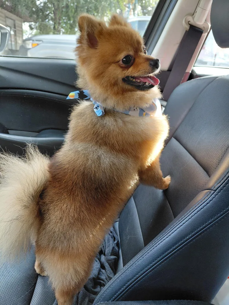 A young small-sized male Pomeranian dog named Levi for adoption in Helotes , TX