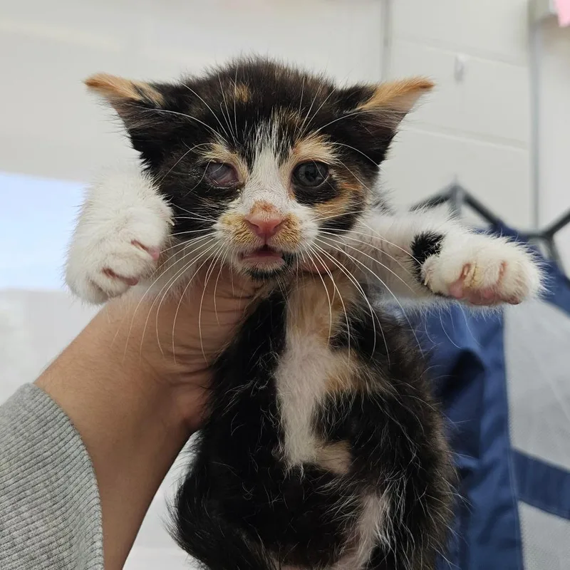 Callie