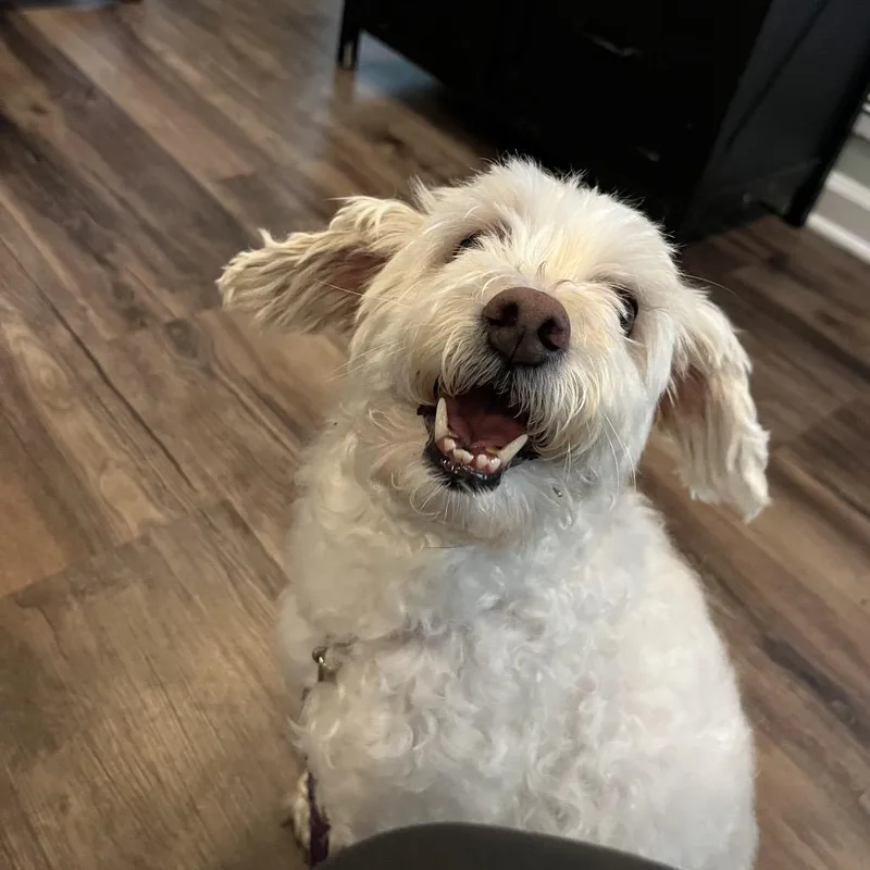 A senior small-sized female White / Cream Maltese dog named Joy for adoption in Rockville, MD
