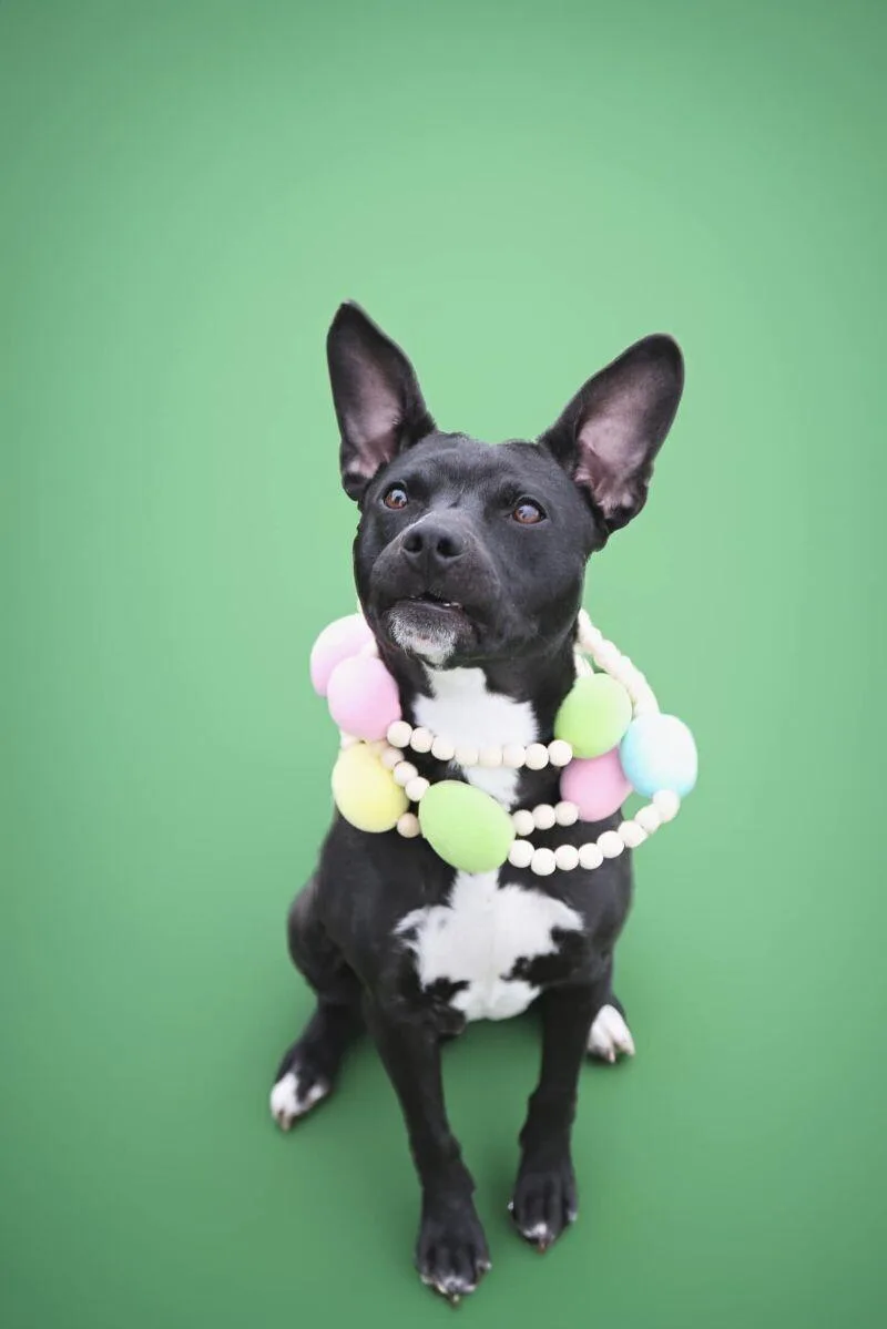 An adult small-sized male Black Chihuahua dog named Lil Bud for adoption in Fruit Heights, UT