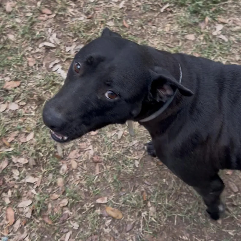 An adult medium-sized female Black Labrador Retriever dog named Beatrice for adoption in Houston, TX