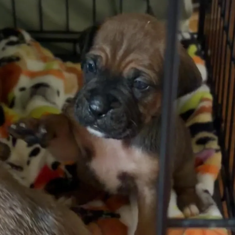 A baby small-sized female Brown / Chocolate Mixed Breed dog named Magnolia for adoption in Chattanooga, TN