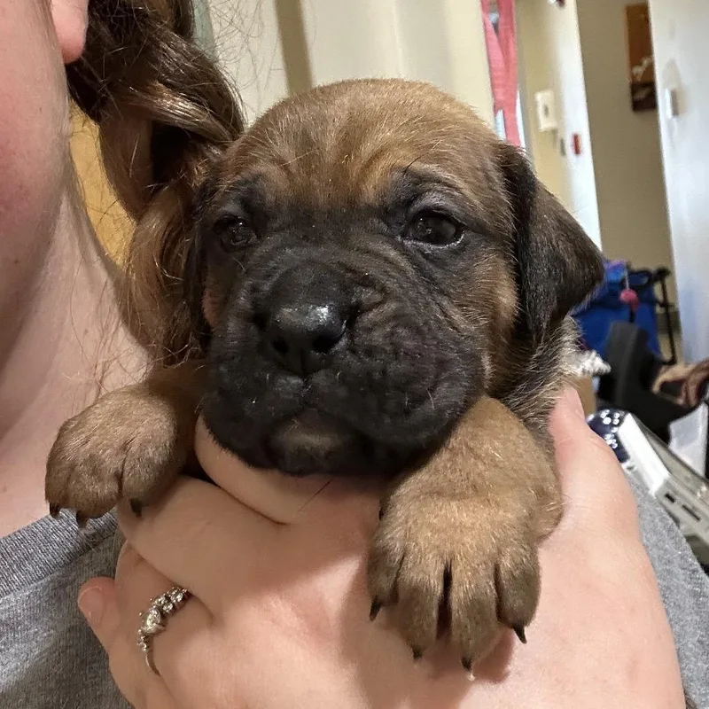 Magnolia thumbnail 2