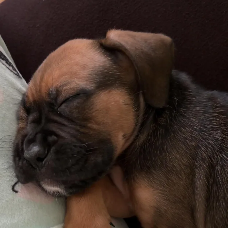 Magnolia thumbnail 3