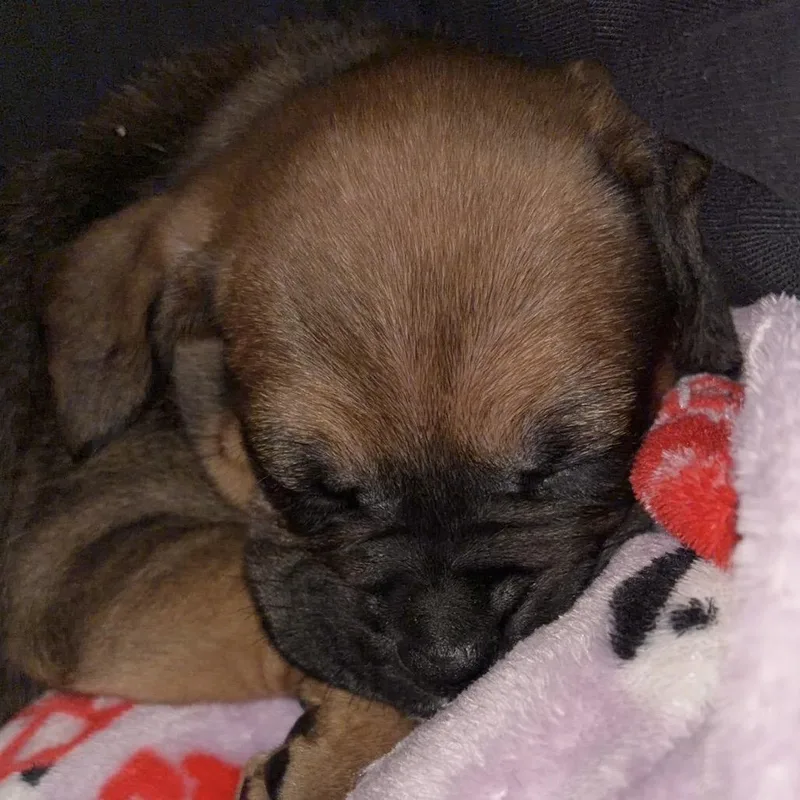 Magnolia thumbnail 4