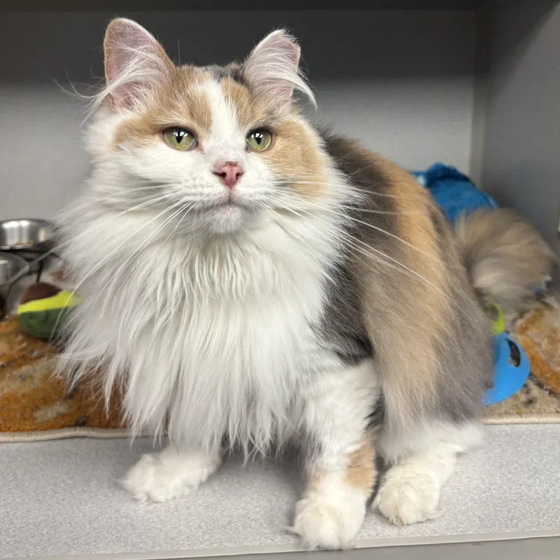 An adult medium-sized female Dilute Calico Domestic Long Hair cat named Luna for adoption in Waynesburg, PA