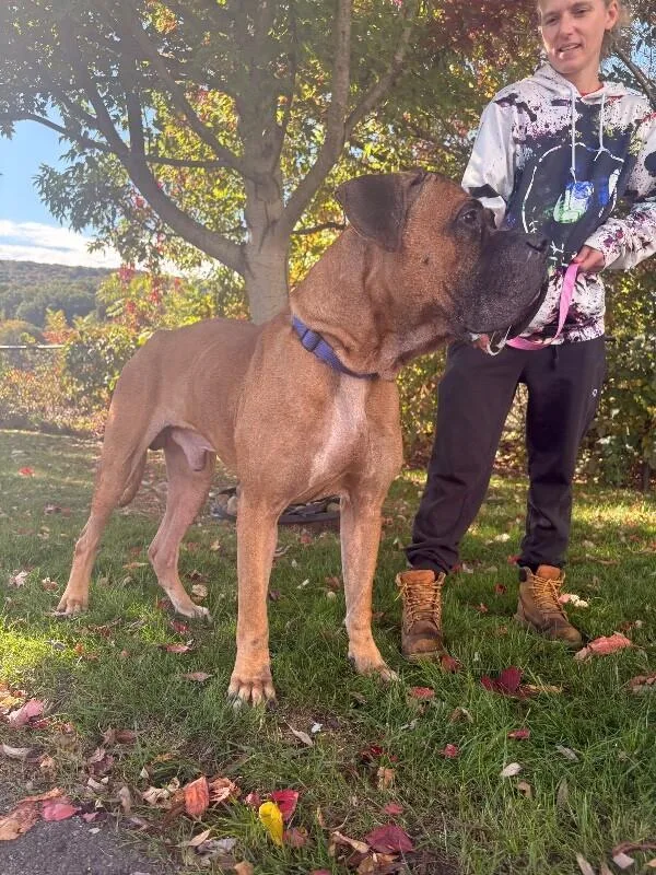 An adult extra large-sized male Brown / Chocolate Bullmastiff dog named Big Mack for adoption in Warren, PA