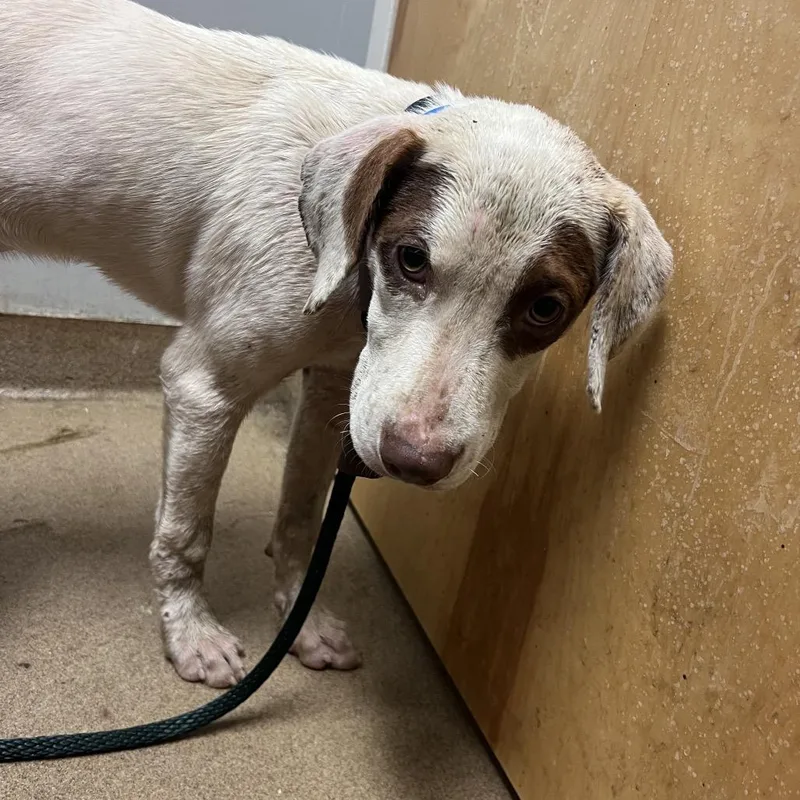 A young medium-sized male White / Cream Mixed Breed dog named Bingo for adoption in Chattanooga, TN