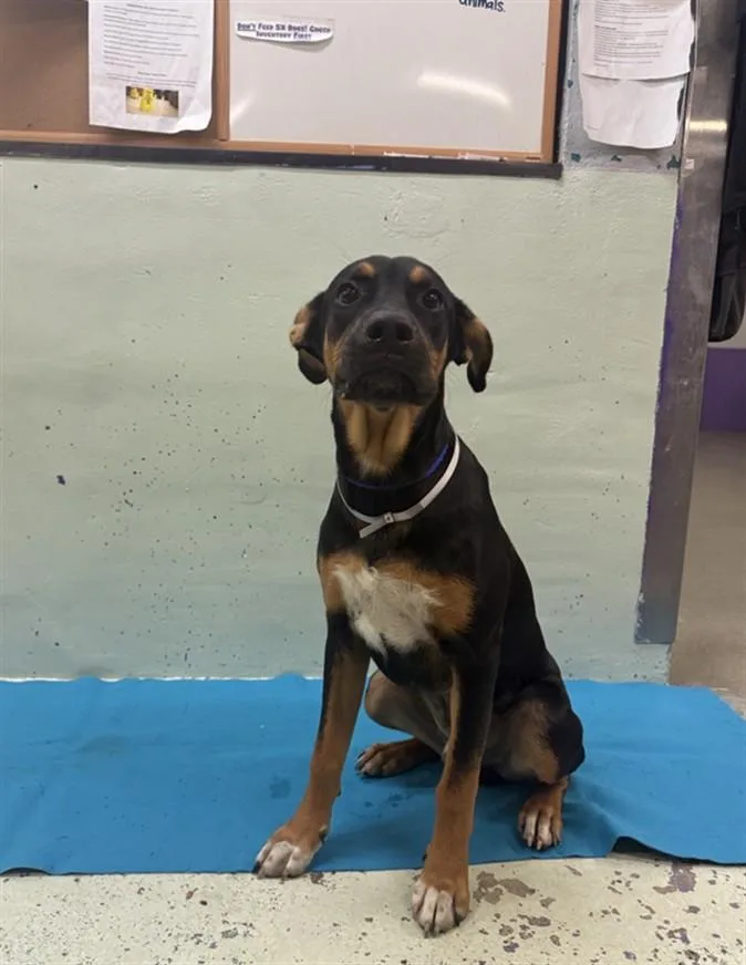 A young medium-sized male Staffordshire Bull Terrier dog named Bruno for adoption in Houston, TX