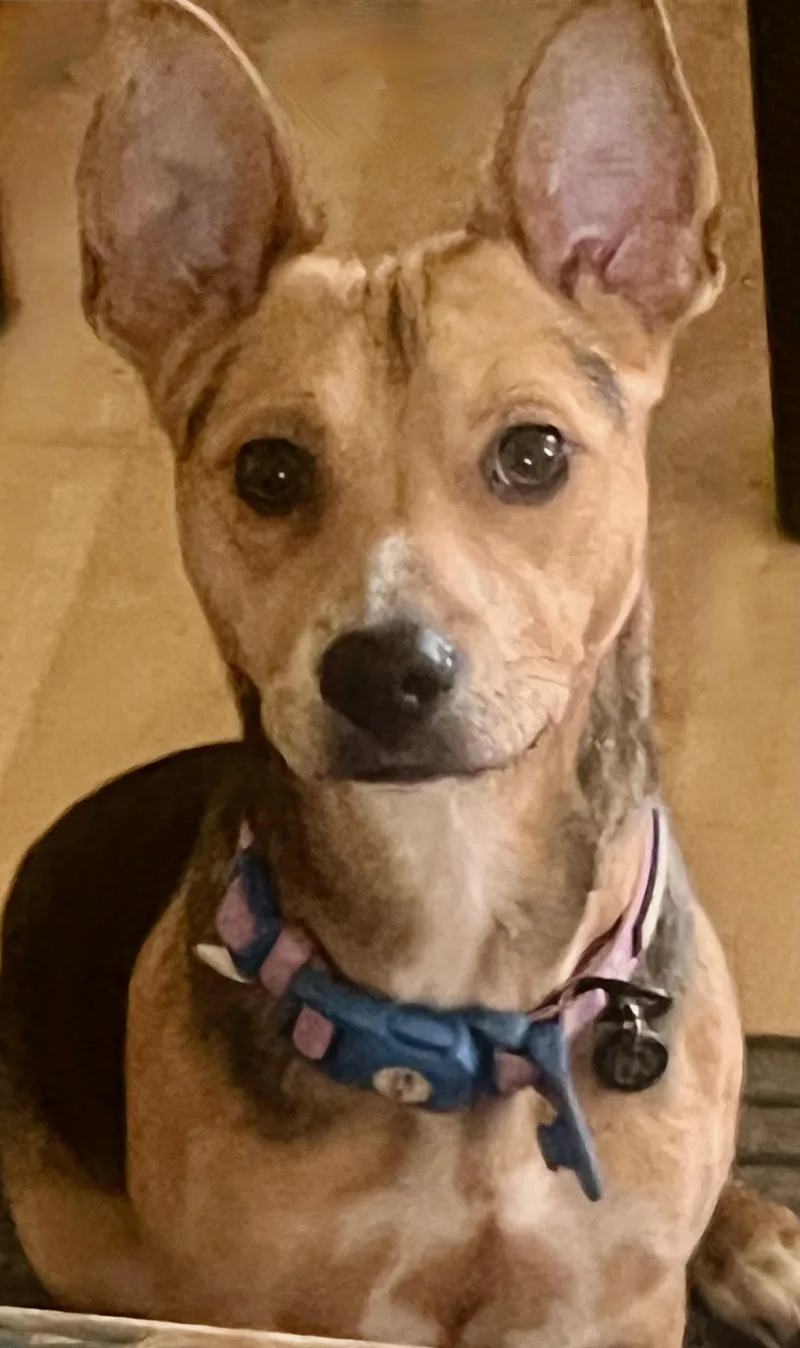 Toby Mr. Cutie