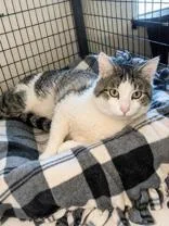 An adult medium-sized male Domestic Short Hair cat named Caden for adoption in Buffalo, MN
