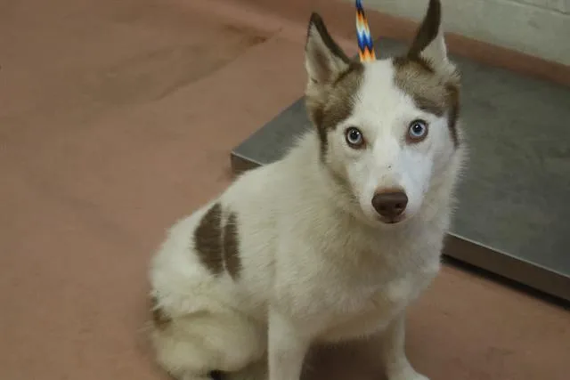 A young medium-sized female Mixed Breed dog named Nova for adoption in Columbia, SC