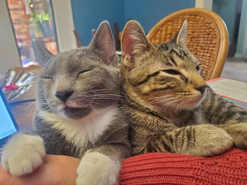 Tigger B thumbnail 2