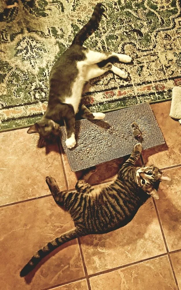 Tigger B thumbnail 4